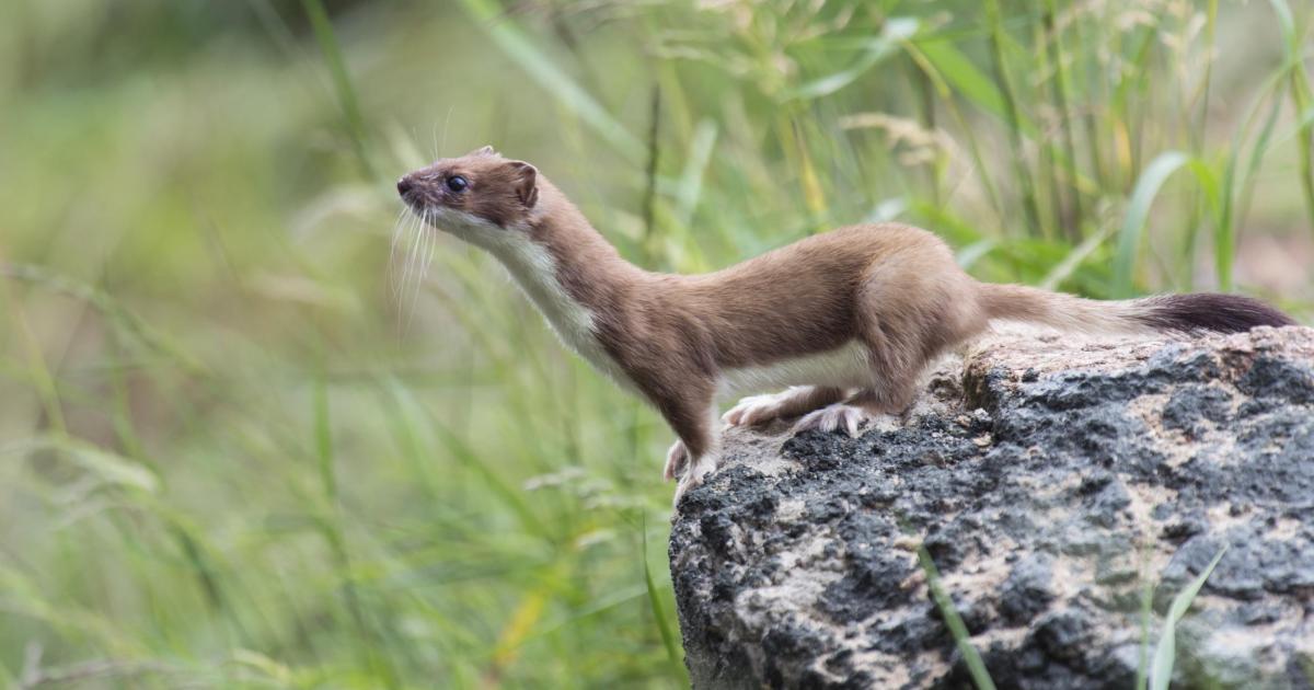 Hermelin (Mustela erminea) Deutscher Jagdverband